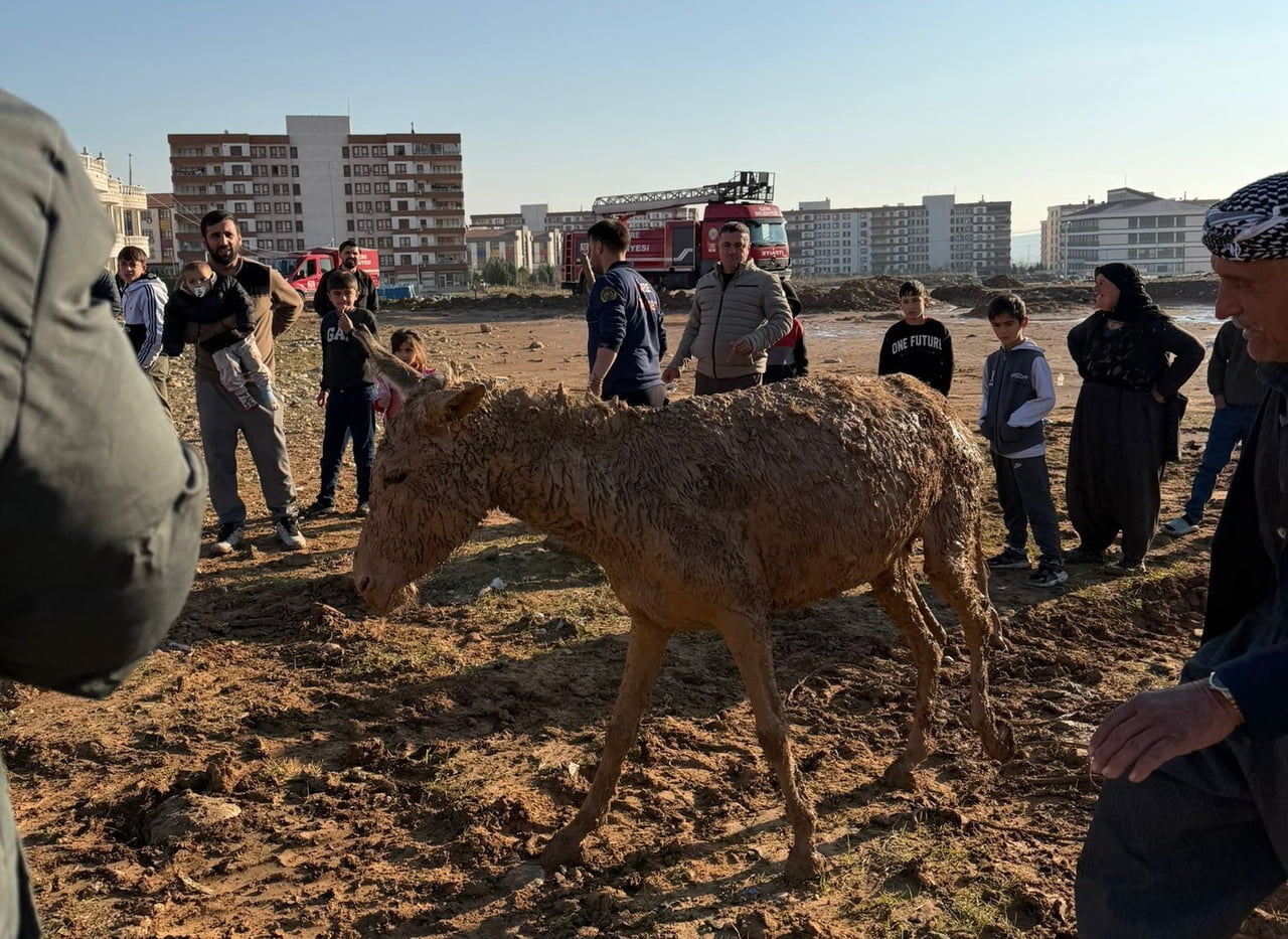 ŞIRNAK'IN CİZRE İLÇESİNDE BATAKLIKTA MAHSUR KALAN İKİ EŞEK, İTFAİYE EKİPLERİN ÇALIŞMASIYLA...