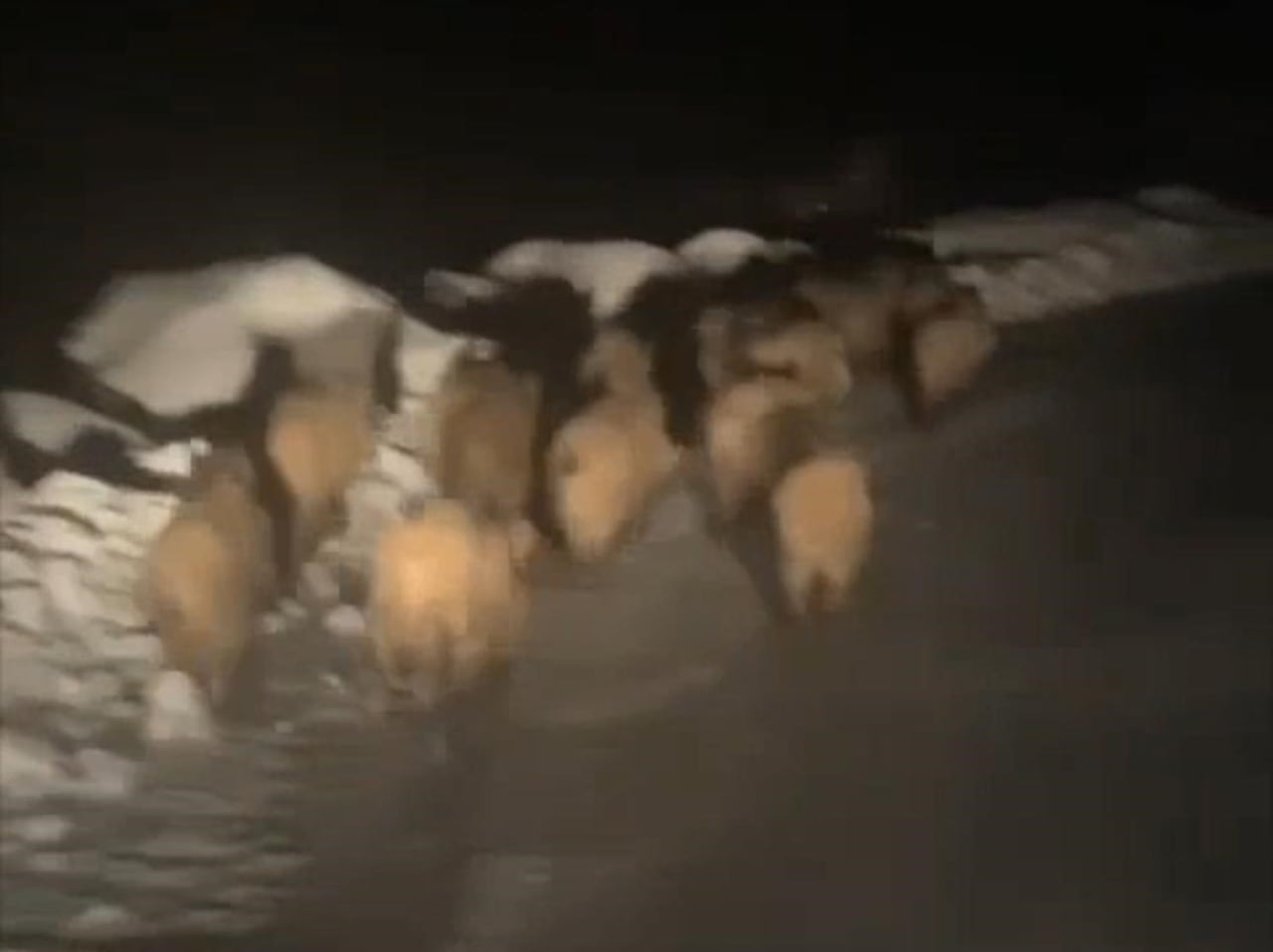 ŞIRNAK’TA AÇ KALAN DOMUZ SÜRÜSÜ KÖYE İNDİ. YÜZLERCE DOMUZ SÜRÜLER HALİNDE GÖRÜLDÜ.