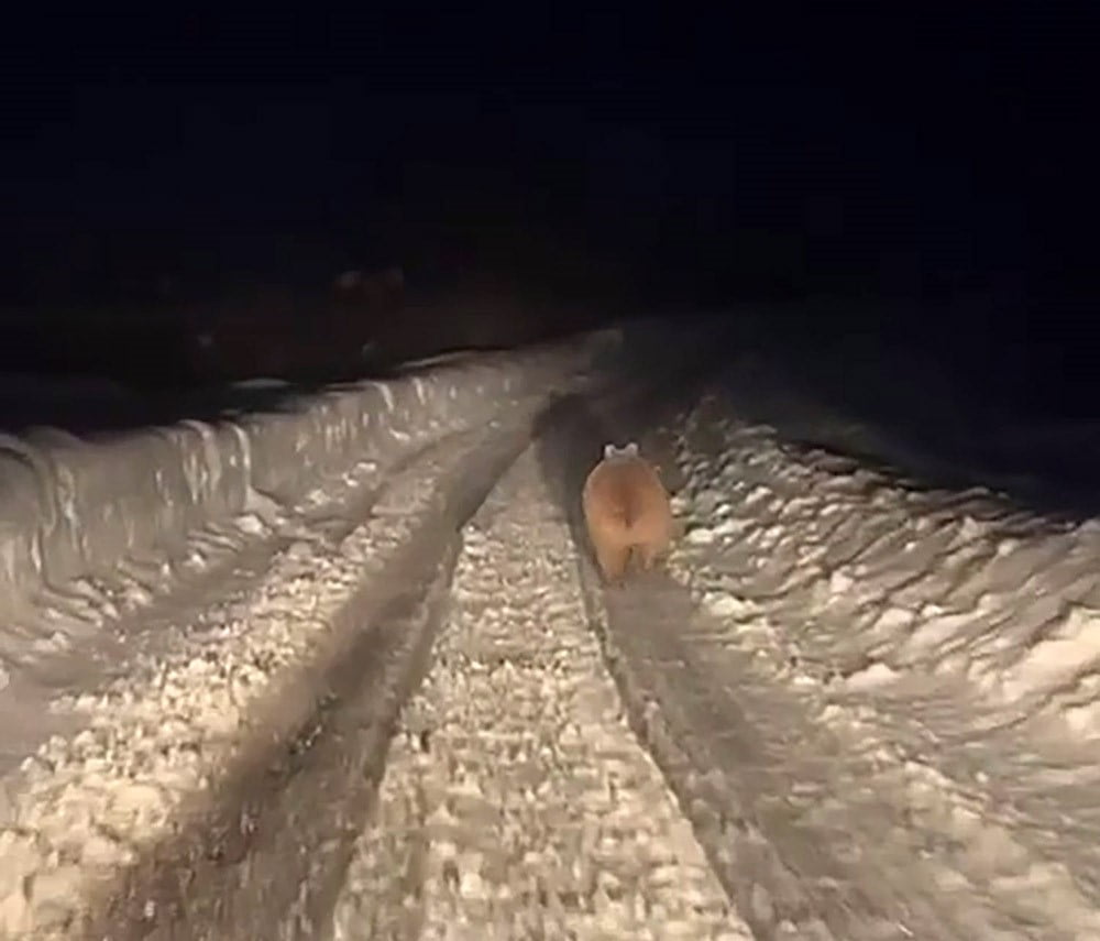 SİVAS'TA KIŞ UYKUSUNA YATMAYAN BİR AYI VATANDAŞLAR TARAFINDAN GÖRÜNTÜLENDİ