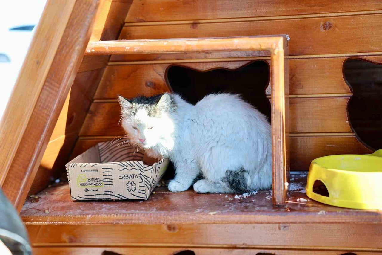 SİVAS BELEDİYESİ, KIŞ AYLARINDA SOKAK HAYVANLARININ OLUMSUZ HAVA ŞARTLARINDAN DAHA AZ ETKİLENMESİ...