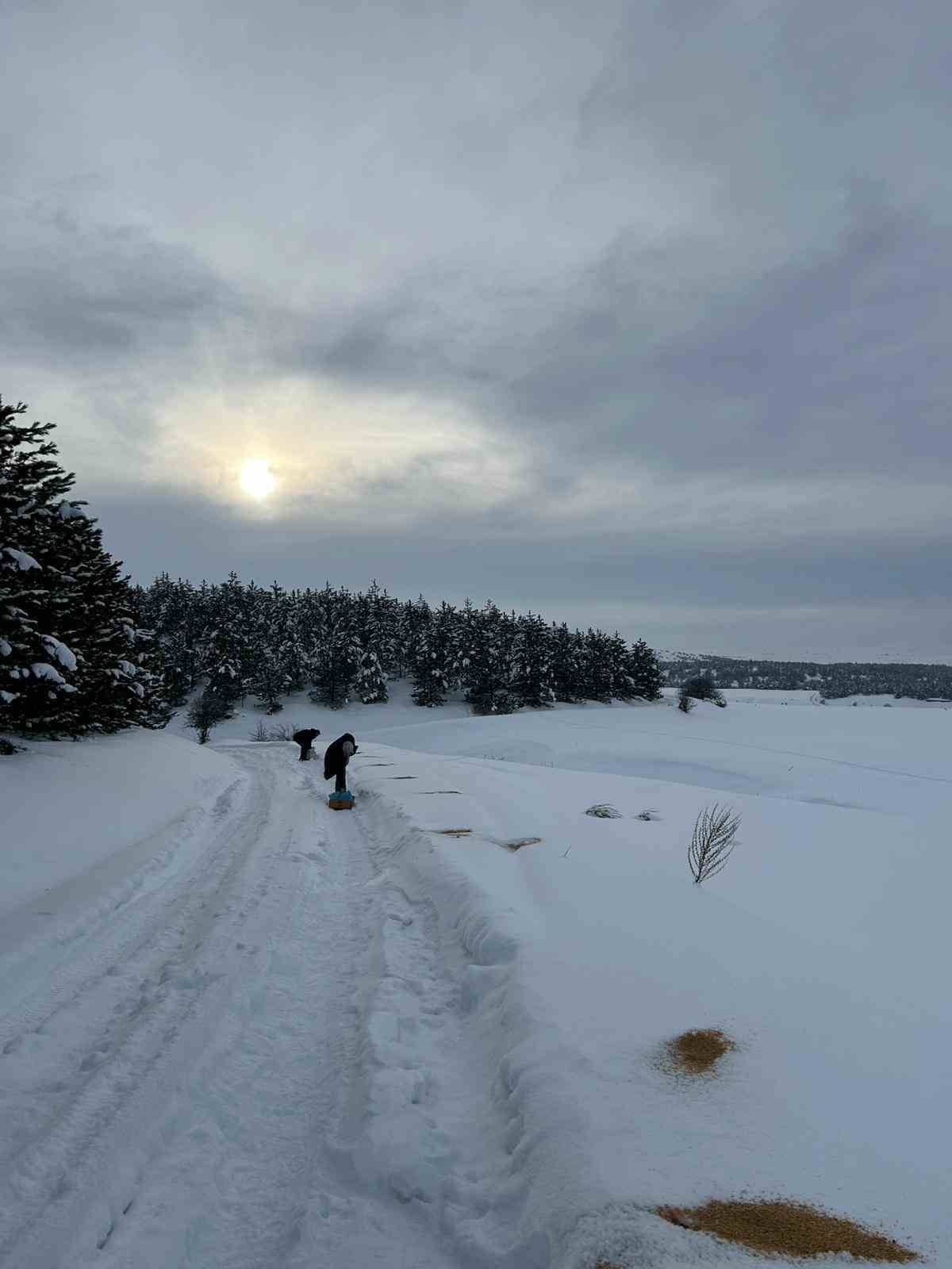 SİVAS CUMHURİYET ÜNİVERSİTESİ VETERİNER FAKÜLTESİ, AĞIR KIŞ ŞARTLARINDA BESLENMEKTE ZORLANAN...