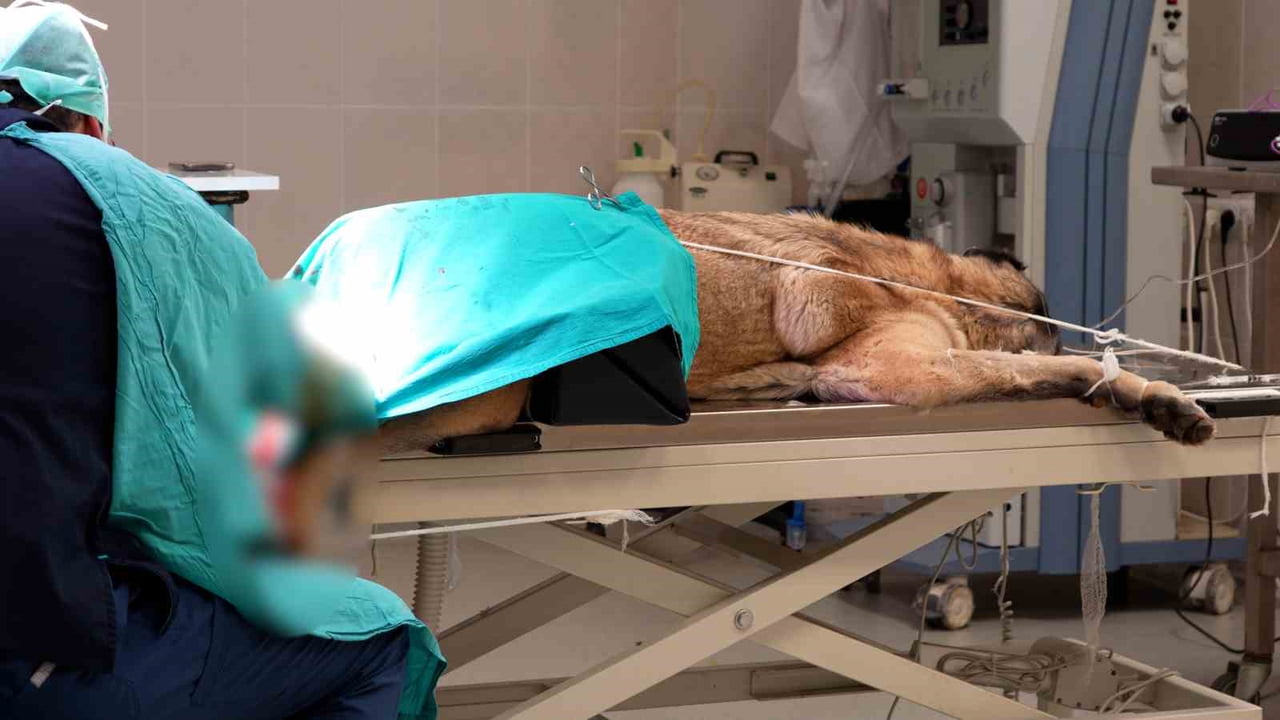 SİVAS CUMHURİYET ÜNİVERSİTESİ VETERİNER FAKÜLTESİ HAYVAN HASTANESİ BÜNYESİNDE HİZMETE AÇILAN ACİL...