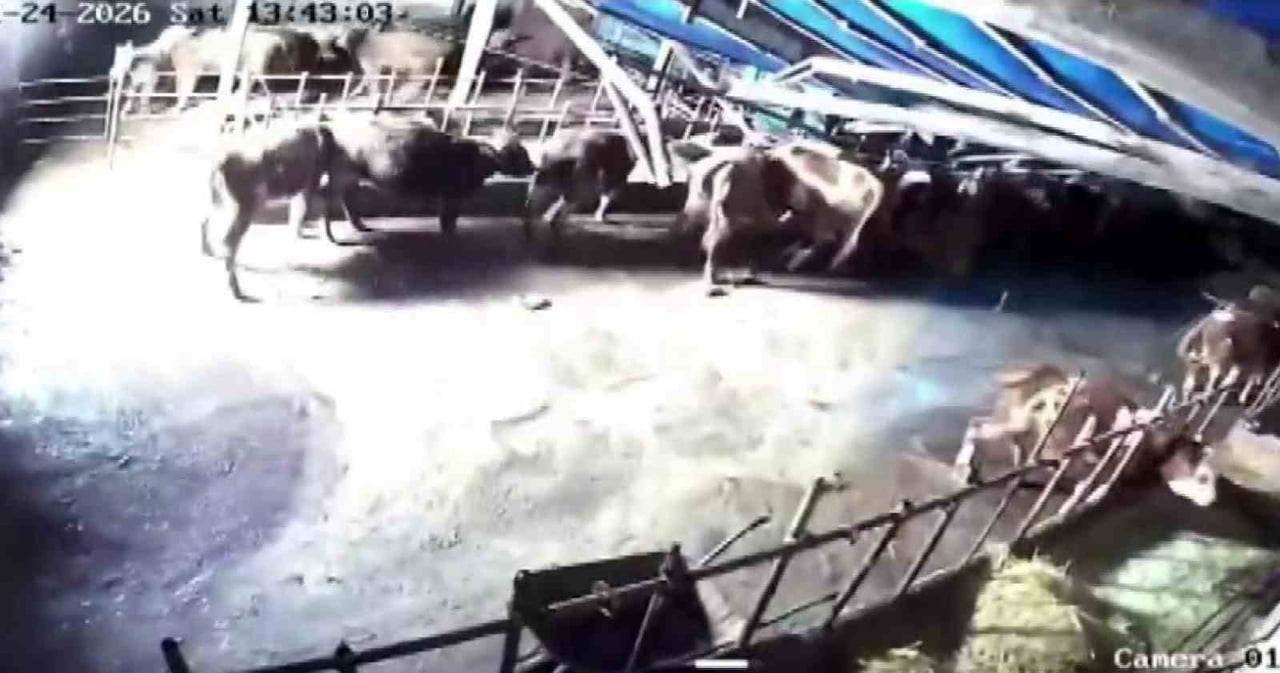 SİVAS’IN ALTINYAYLA İLÇESİNDE BİR AHIRIN ÇATISI KAR YÜKÜNE DAYANAMAYARAK ÇÖKTÜ. OLAYDA BAZI...