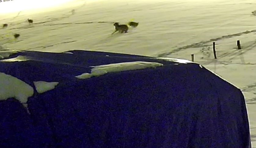 SİVAS’TA AÇ KALAN 6 KURT, BİR ÇİFTLİKTEKİ KÖPEĞE SALDIRDI. KURTLARIN SALDIRDIĞI KÖPEKTEN GERİYE...