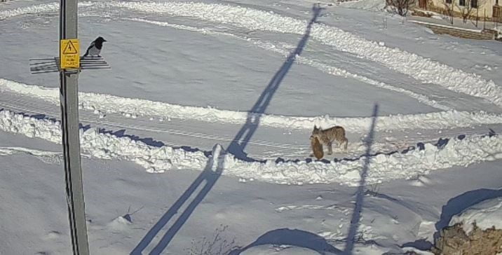 SİVAS’TA BİR KÖYDE GEZİNEN VAŞAK, YABAN TAVŞANINI AVLADI. VAŞAĞIN TAVŞANI YAKALADIĞI ANLAR, SANİYE...