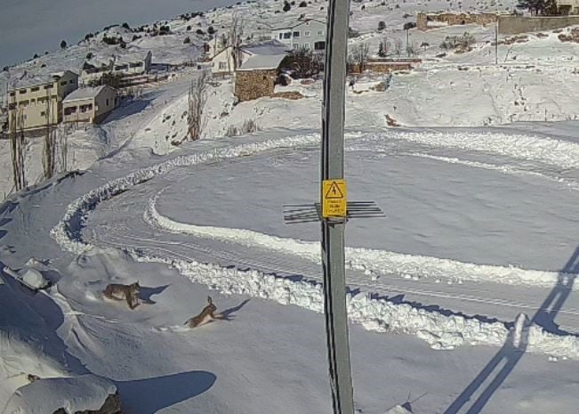 SİVAS’TA BİR KÖYDE GEZİNEN VAŞAK, YABAN TAVŞANINI AVLADI. VAŞAĞIN TAVŞANI YAKALADIĞI ANLAR, SANİYE...