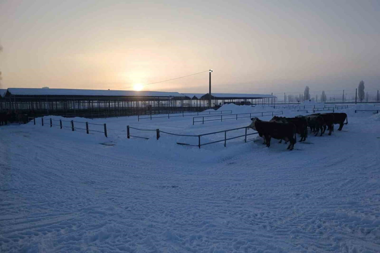 SİVAS’TA BULUNAN VE TÜRKİYE’NİN EN BÜYÜK HAYVAN PAZARI OLAN ŞARKIŞLA HAYVAN PAZARI, OLUMSUZ HAVA...