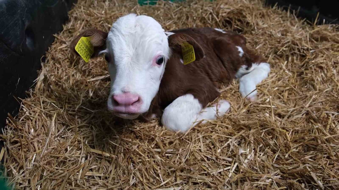 TARIM VE ORMAN BAKANLIĞI HAYVANCILIK GENEL MÜDÜRLÜĞÜ, TÜRKİYE DAMIZLIK SIĞIR YETİŞTİRİCİLERİ...