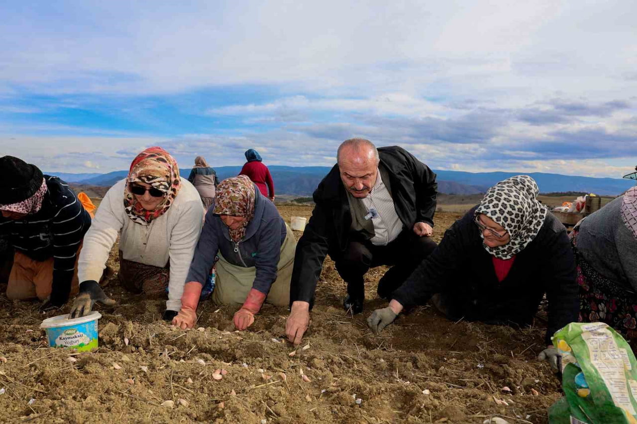 TAŞKÖPRÜ BELEDİYE BAŞKANI HÜSEYİN ARSLAN SARIMSAK TARLASINDA GÜNLÜKÇÜLERLE BİR ARAYA GELEREK...