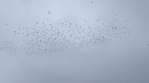 Tatvan'a kış ortasında kuş akını