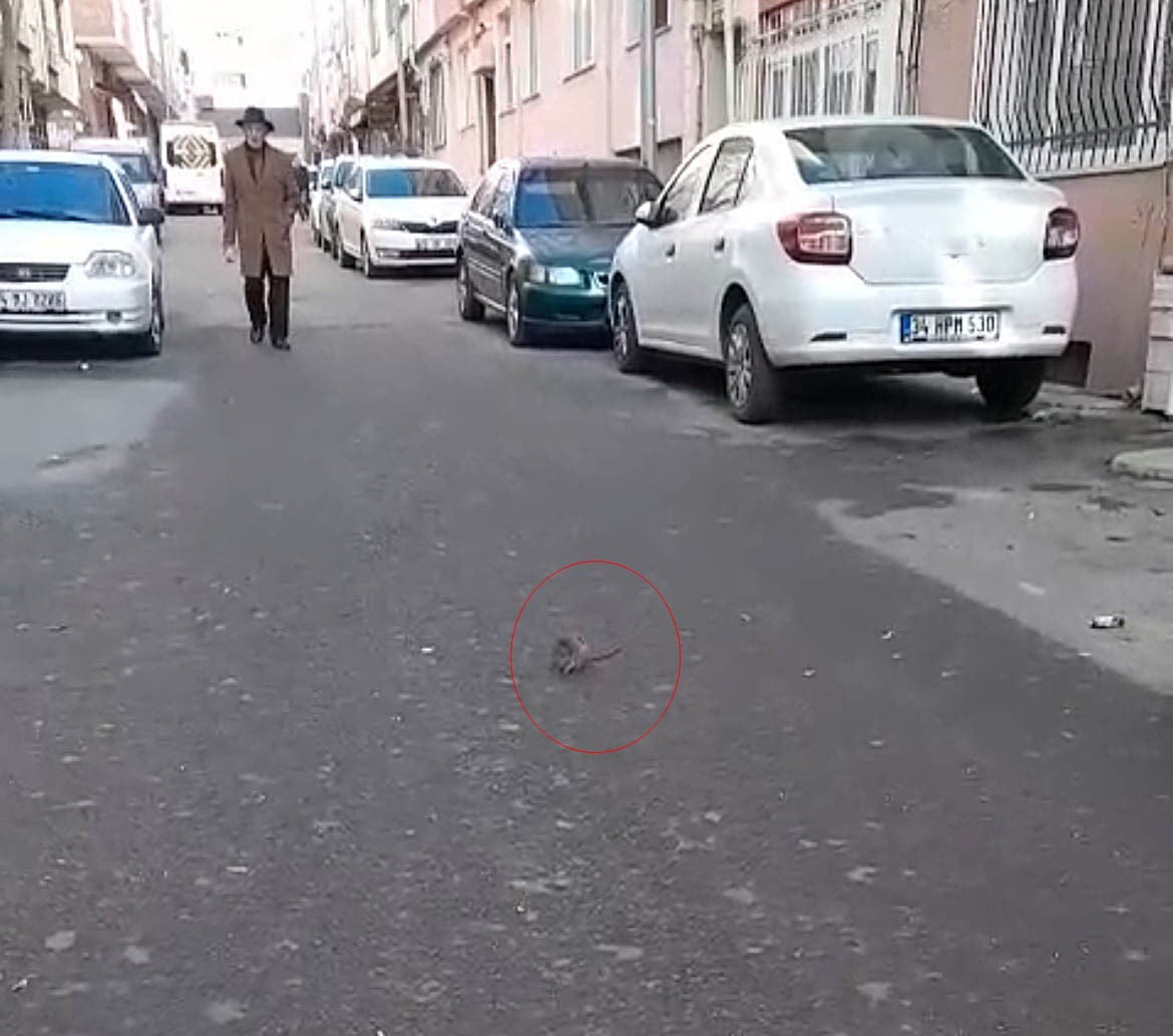 TEKİRDAĞ'IN ÇORLU İLÇESİNDE YAKLAŞIK BİR SENEDİR KULLANILMAYAN DÜKKAN FARELERİN İSTİLASINA UĞRADI....