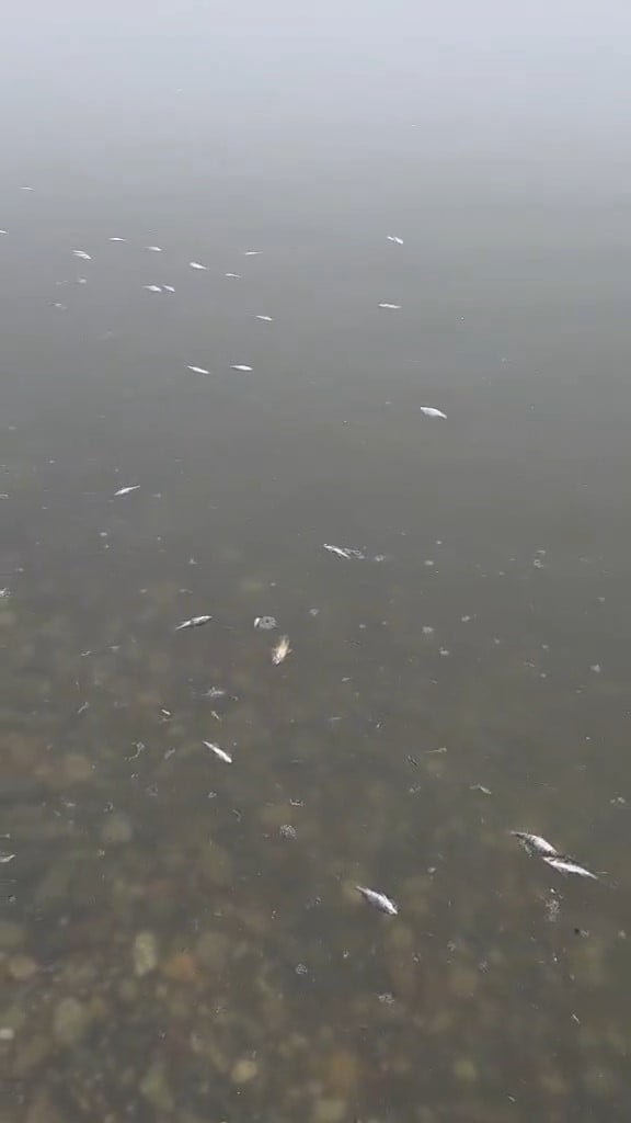 TEKİRDAĞ’IN MALKARA İLÇESİNDE BULUNAN KARAİDEMİR BARAJI’NDA ÇOK SAYIDA BALIĞIN ÖLEREK SU YÜZEYİNE...