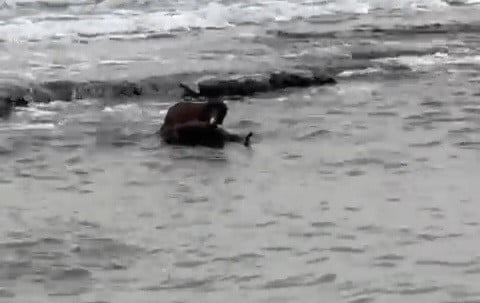 TEKİRDAĞ KIYILARINDA SU SAMURU GÖRÜNTÜLENDİ