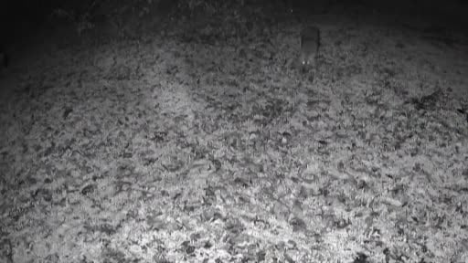 Terkos Gölü kıyısında gece sürprizi: Karavan kampçısının kamerasına kurt yansıdı