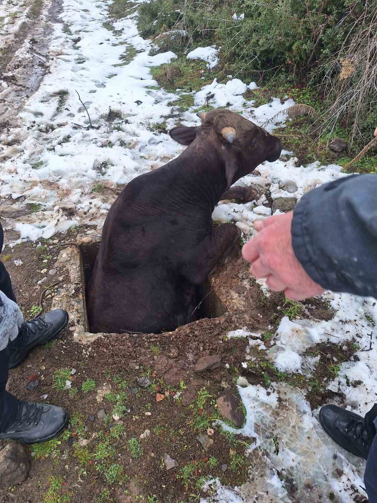 TOKAT’IN NİKSAR İLÇESİNDE SU KUYUSUNA DÜŞEN BİR İNEK, İTFAİYE EKİPLERİNİN BAŞARILI ÇALIŞMASIYLA...