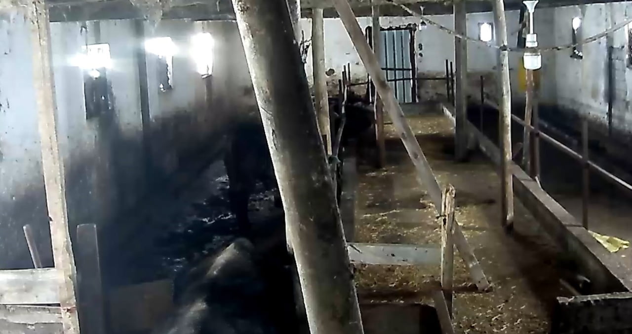 TOKAT’IN SULUSARAY İLÇESİNDE YOĞUN KAR YAĞIŞI NEDENİYLE BİR AHIRIN ÇATISI ÇÖKTÜ. BÜYÜKBAŞ...