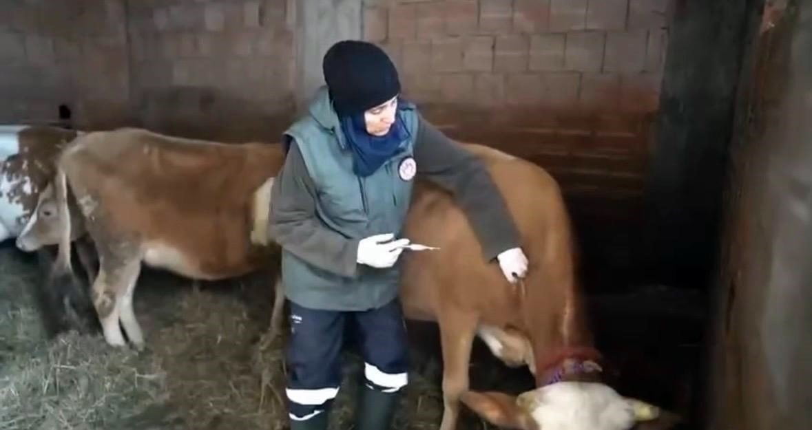 TRABZON İL TARIM VE ORMAN MÜDÜRLÜĞÜ EKİPLERİ, TRABZON'UN ZORLU VE KARLI COĞRAFYASINDA, ADETA...