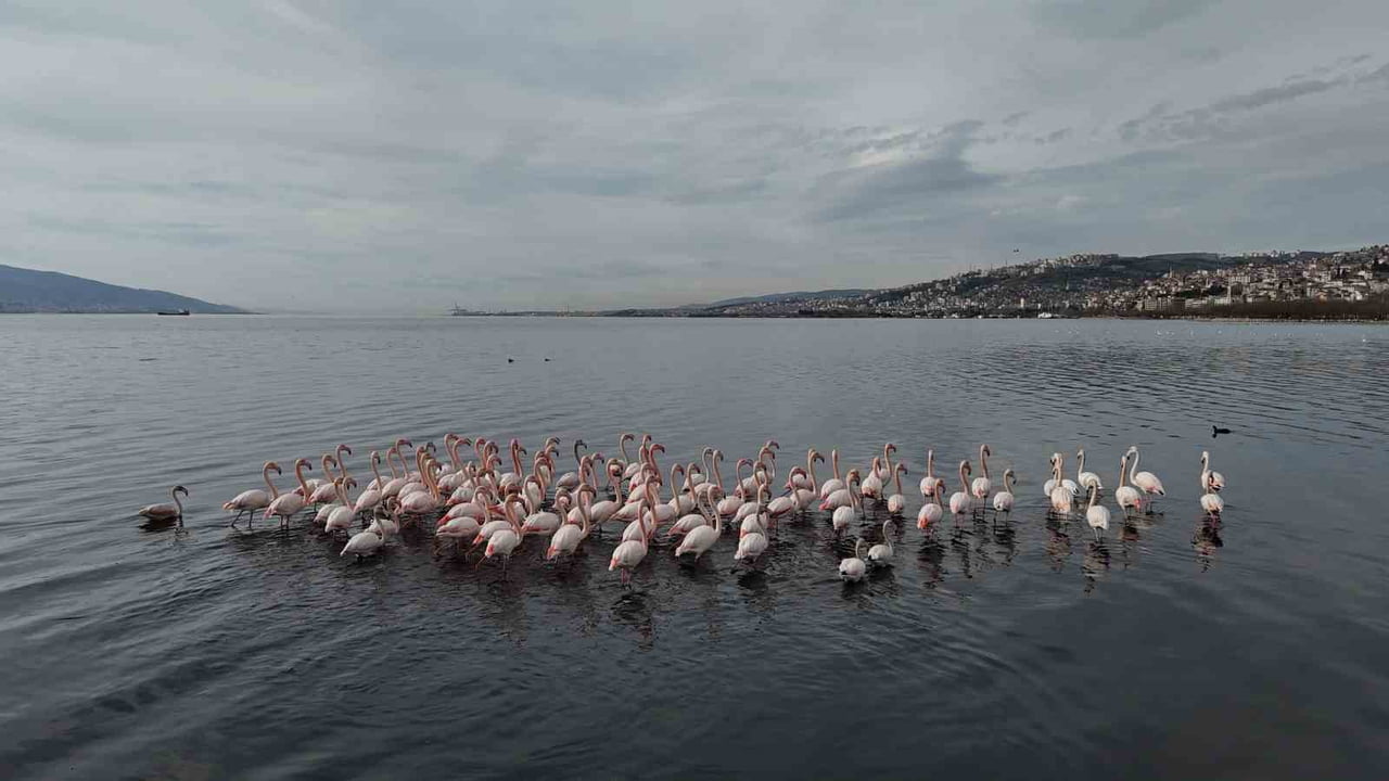 TÜRKİYE'NİN SANAYİ ÜRETİM MERKEZLERİNDEN KOCAELİ, SADECE FABRİKALARIYLA DEĞİL BİYOLOJİK...