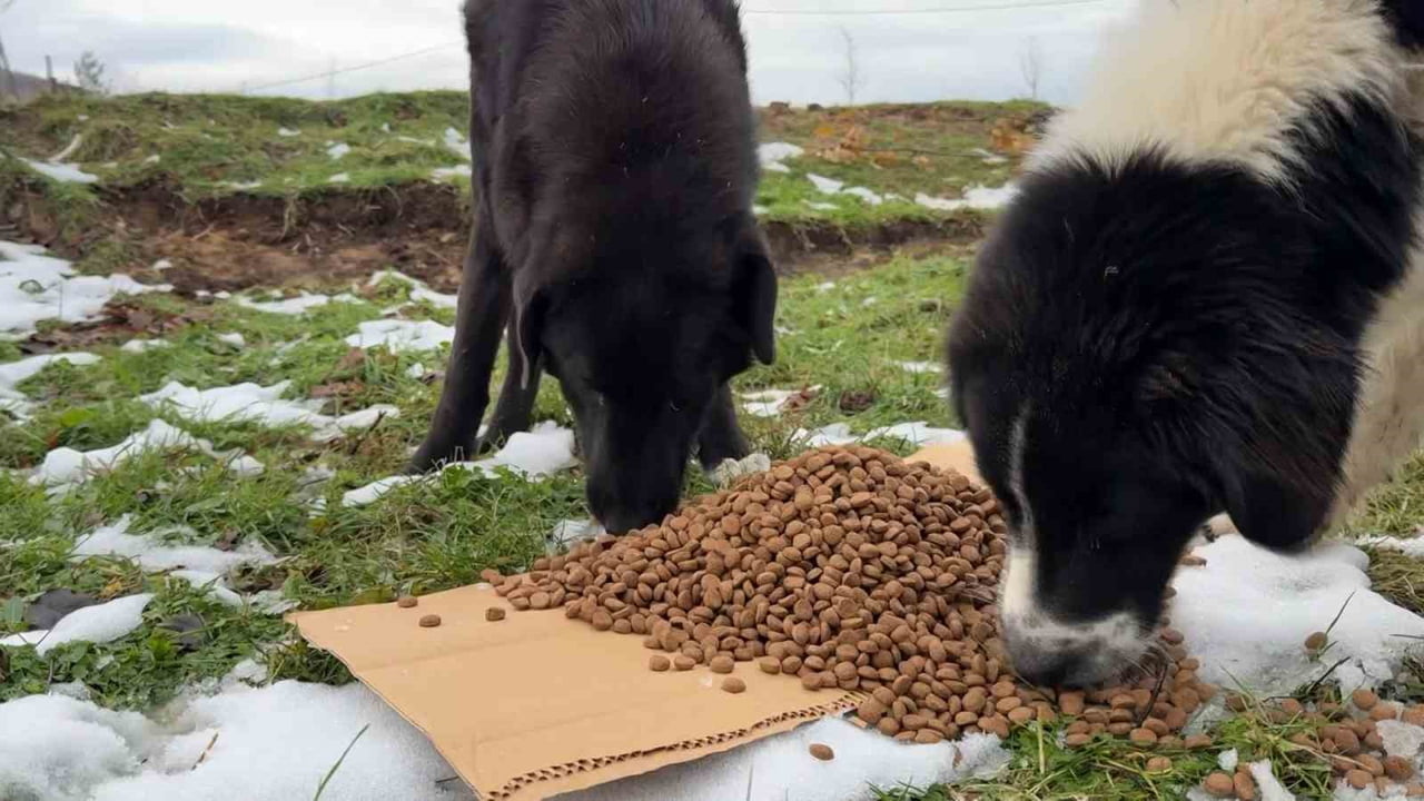 ULUDAĞ'DA ETKİLİ OLAN YOĞUN KAR YAĞIŞI SONRASI YİYECEK BULMAKTA ZORLANAN SOKAK KÖPEKLERİ İÇİN...