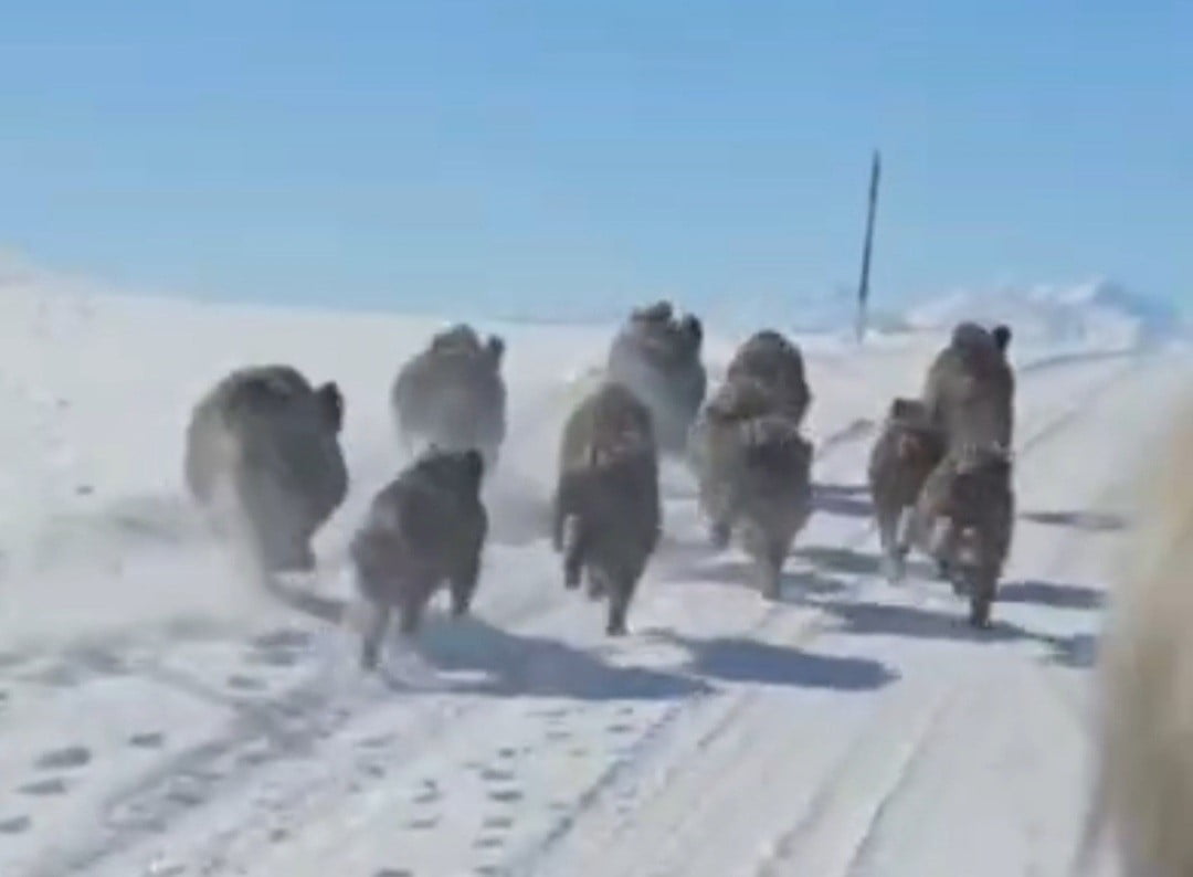 VAN’IN BAŞKALE İLÇESİNDE SÜRÜ HALİNDE YERLEŞİM YERLERİNE KADAR İNEN YABAN DOMUZLARI...