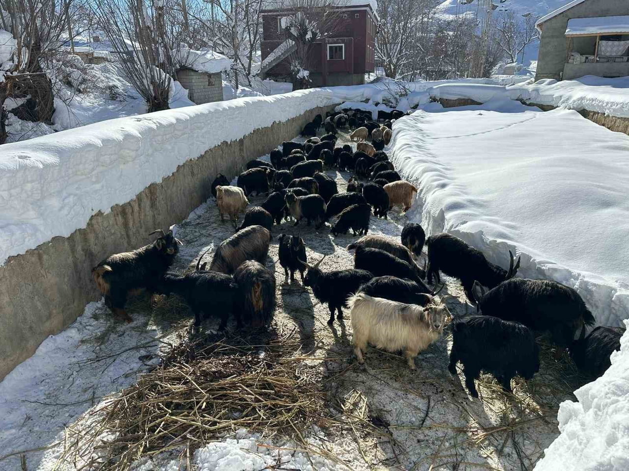 VAN’IN ÇATAK İLÇESİNDE KAR ALTINDA KALAN EV VE AHIRLARA VATANDAŞLAR AÇTIKLARI KARDAN TÜNELLERDEN...