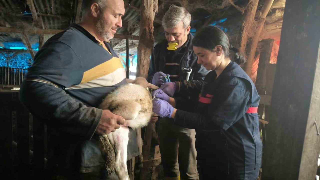 YALOVA TARIM VE ORMAN İL MÜDÜRLÜĞÜ HAYVAN SAĞLIĞI ŞUBE MÜDÜRLÜĞÜ, 2025 YILI BOYUNCA HAYVAN...