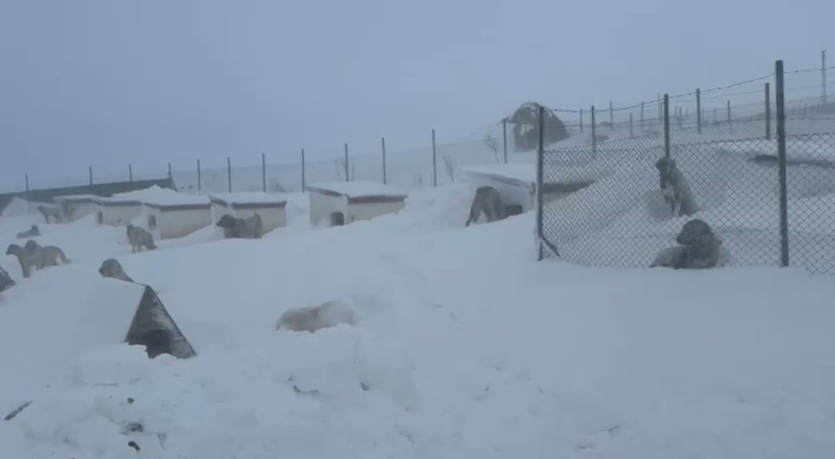 YOĞUN KAR YAĞIŞI VE TİPİNİN ETKİLİ OLDUĞU SİVAS’IN ALTINYAYLA İLÇESİNDE KANGAL YETİŞTİRİCİSİ BİR...