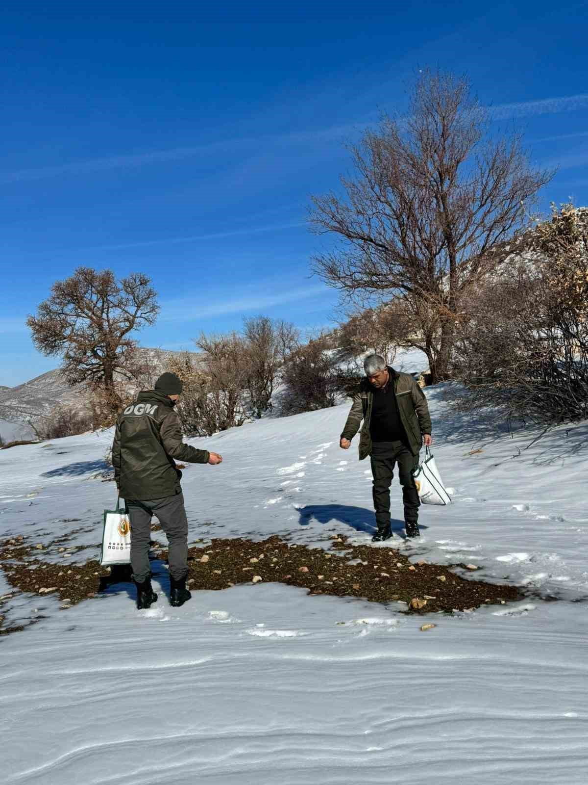 YOĞUN KAR YAĞIŞININ DOĞAYI BEYAZA BÜRÜDÜĞÜ, YİYECEK BULMAYI NEREDEYSE İMKANSIZ HALE GETİRDİĞİ BU...
