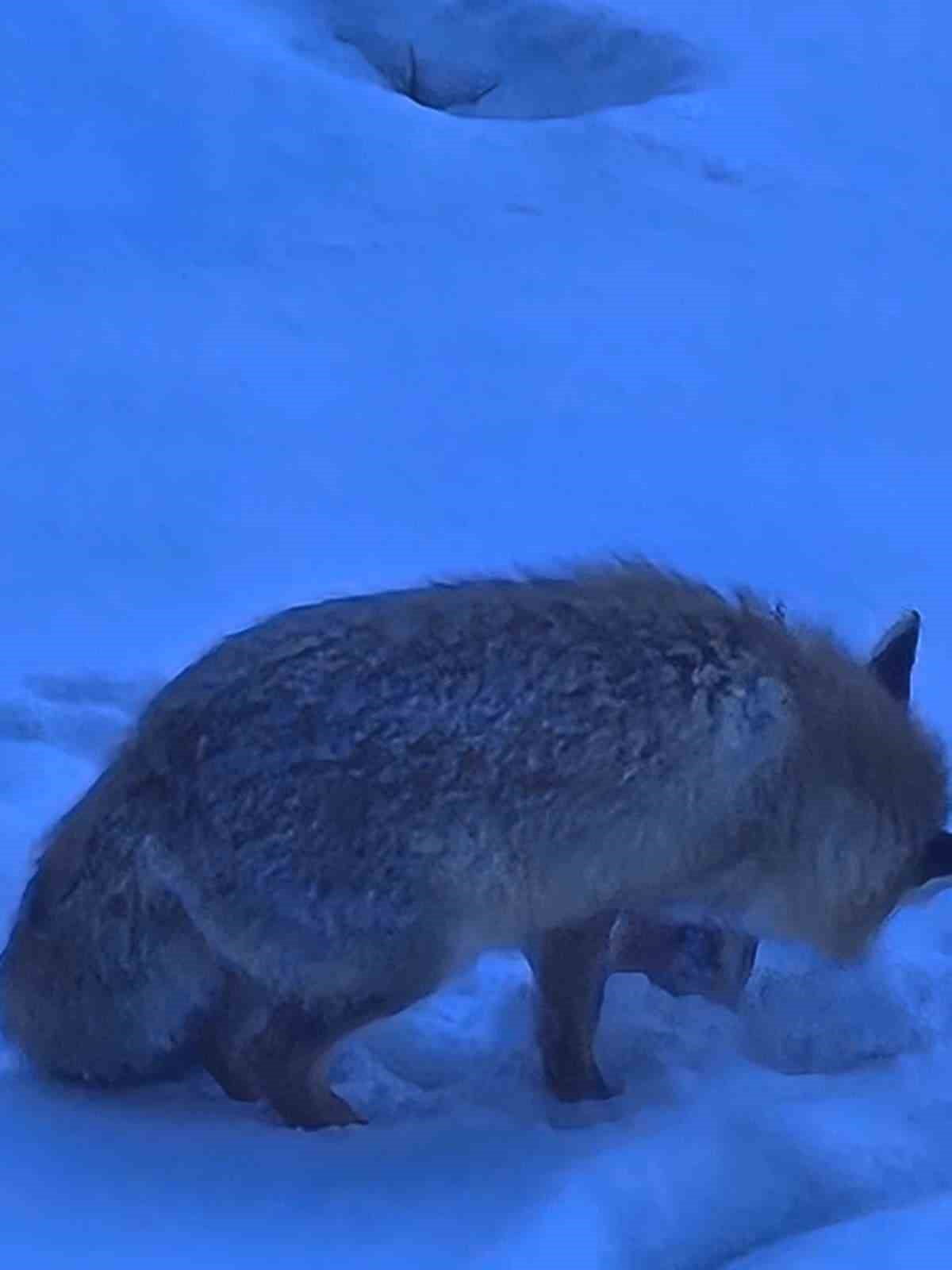 YOZGAT'TA VALİLİK BİNASI BAHÇESİNDE GEZİNEN TİLKİ YÜZLERİ GÜLÜMSETTİ.