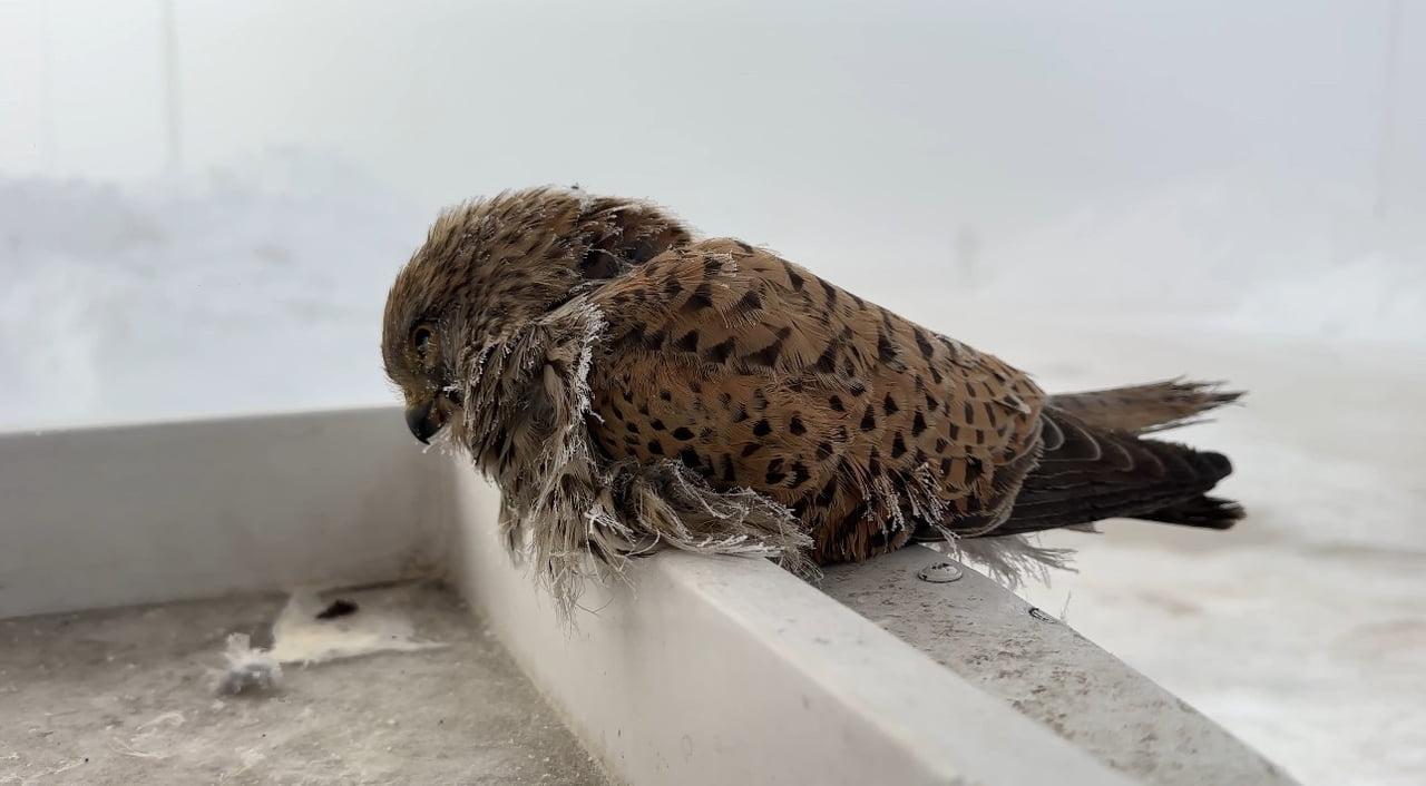 YÜKSEKOVA'DABİR KUŞ KONDUĞU YERDE DONDU