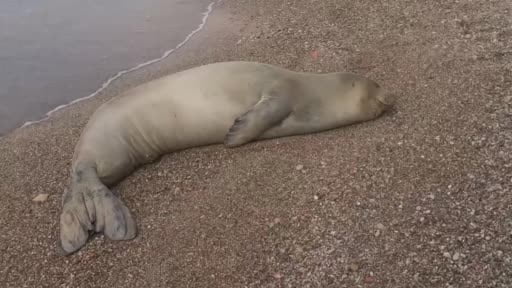 Yunanistan'dan kaçıp Antalya'da sahilde hareketsiz bulunan Akdeniz Fokunu denize saldı