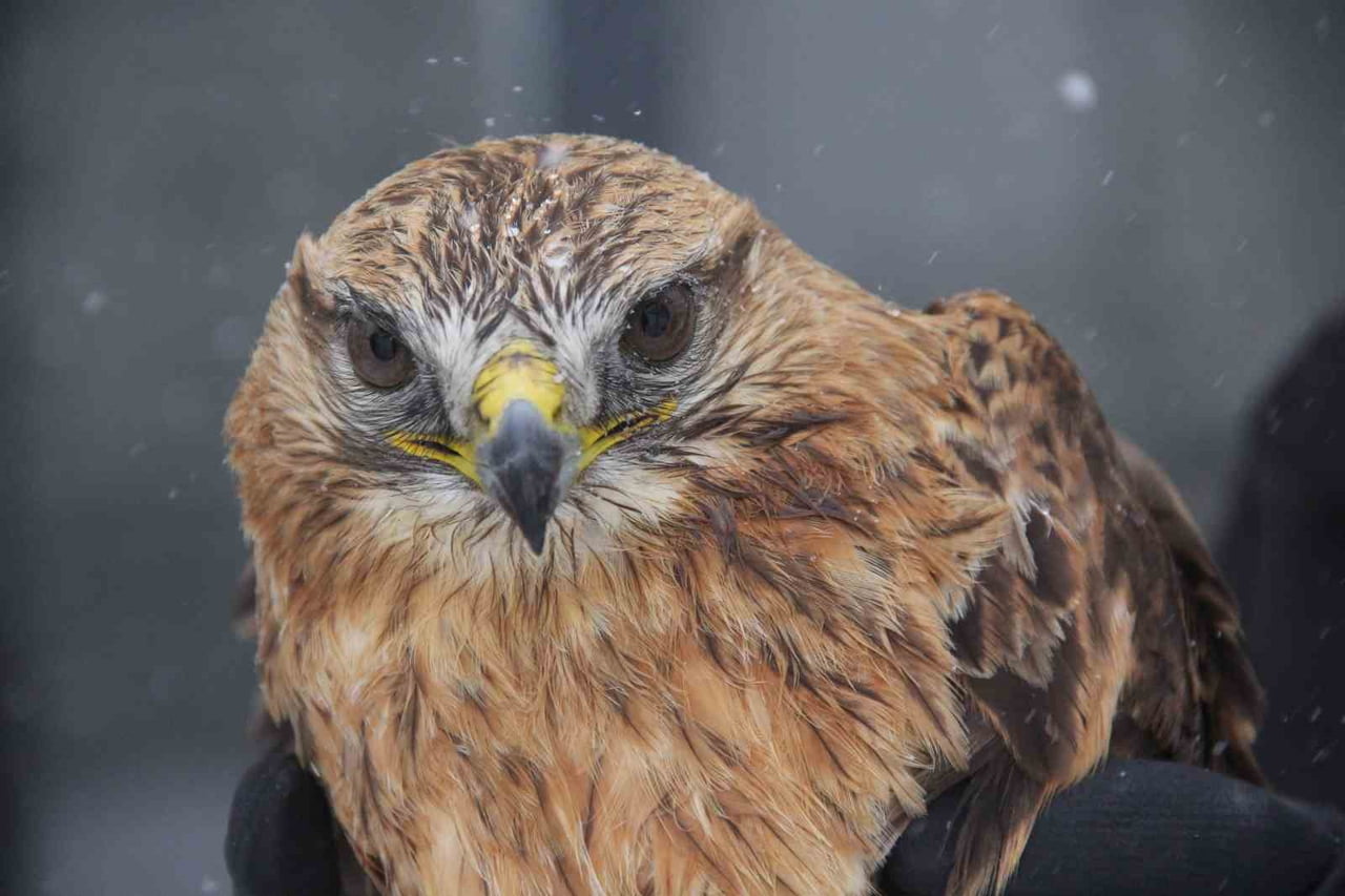 ZARA’DA BİR KAFE İŞLETMECİSİ, UÇAMAYAN KIZIL ŞAHİN’İ KURTARARAK ORMAN İŞLETME MÜDÜRLÜĞÜ EKİPLERİNE...