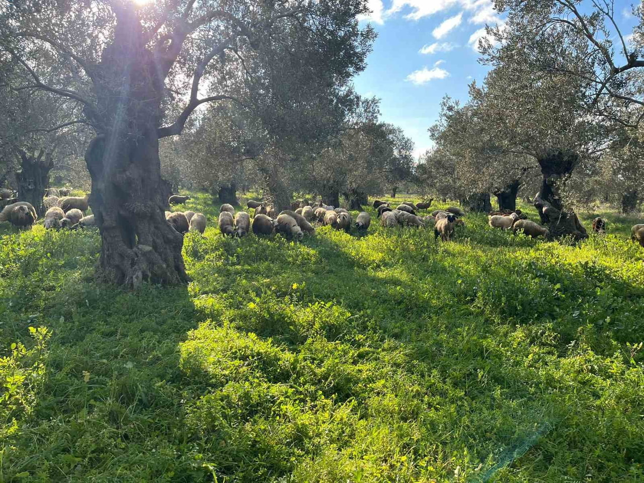 ZEYTİNLİKTE KOYUN SÜRÜSÜ