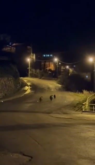 ZONGULDAK’IN EREĞLİ İLÇESİNDE 3 YABAN DOMUZU CADDELERE İNDİ