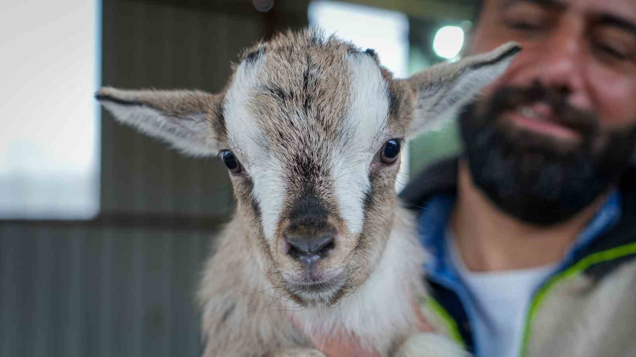 ANKARA’DA CÜCE KEÇİ BESİCİLİĞİ YAPAN ERDİNÇ KIZILÇELİK, EVDE KEDİ VE KÖPEK BESLEMEK YERİNE ‘CÜCE...