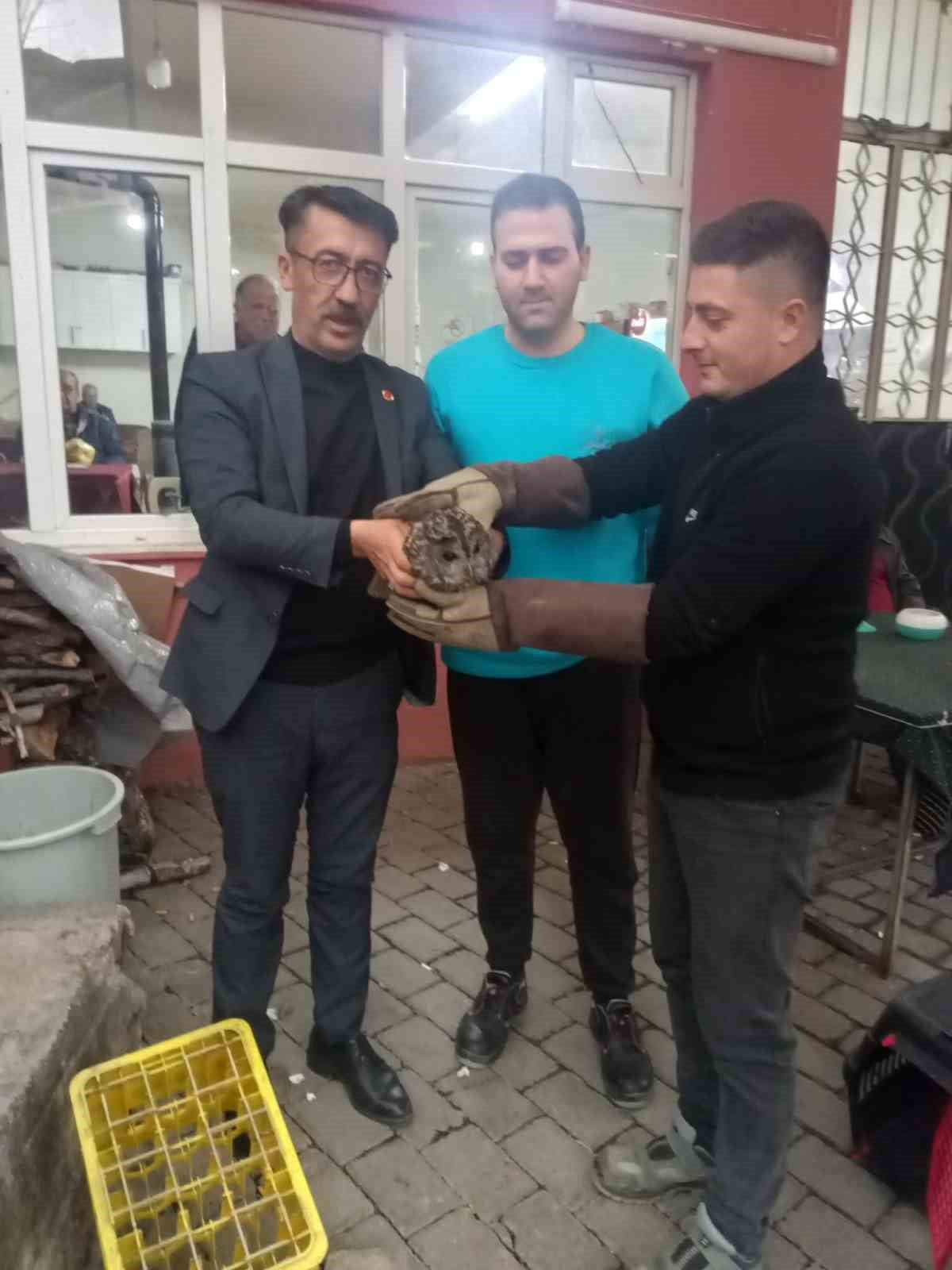 AYDIN'IN GERMENCİK İLÇESİNDE BİR KAHVEHANENİN CAMINA ÇARPARAK SERSEMLEYEN BAYKUŞ, MAHALLE...