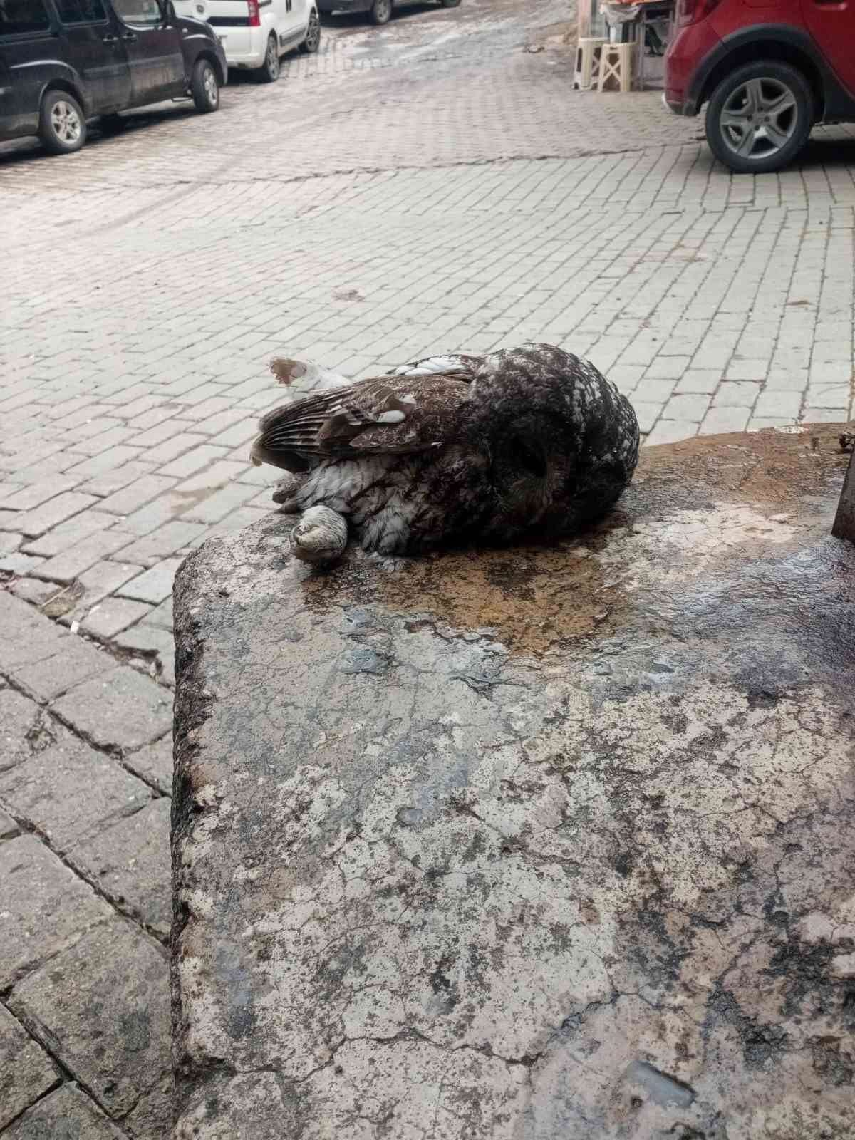 AYDIN'IN GERMENCİK İLÇESİNDE BİR KAHVEHANENİN CAMINA ÇARPARAK SERSEMLEYEN BAYKUŞ, MAHALLE...