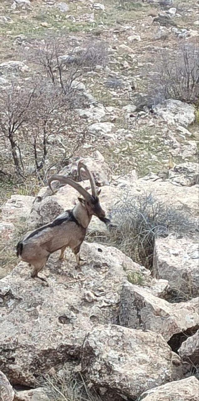 GERCÜŞ KIRSALINDA DAĞ KEÇİSİ GÖRÜNTÜLENDİ