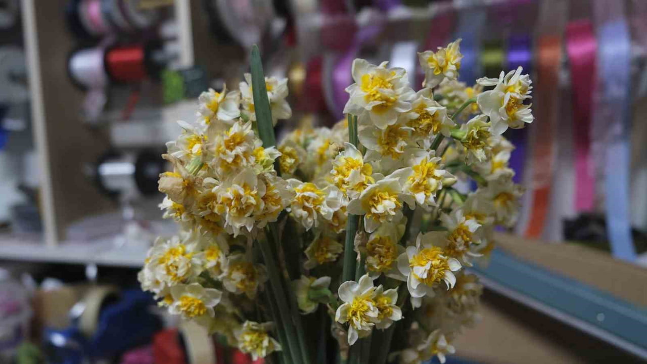 KARAMAN’DA KIŞ AYLARININ SİMGESİ HALİNE GELEN VE "ÇİÇEKLERİN ANNESİ" OLARAK ADLANDIRILAN NERGİS...