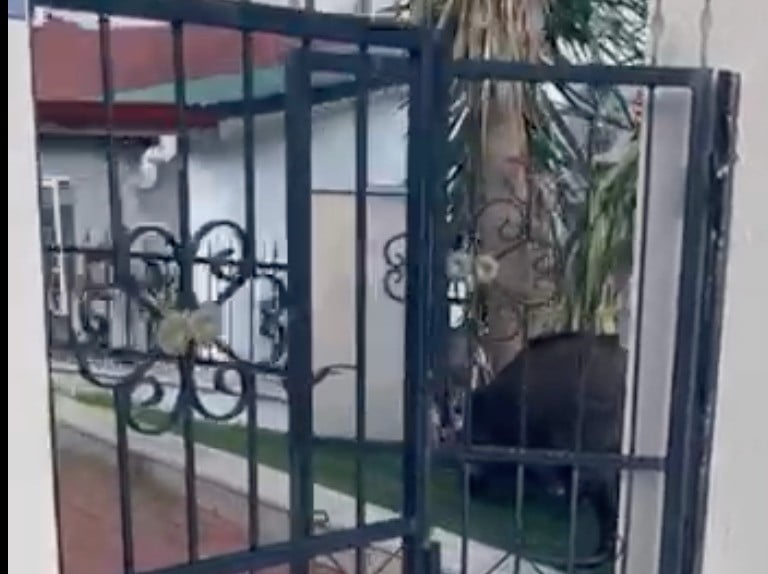 MARMARİS’TE YABAN DOMUZU SORUNU YARGIYA TAŞINDI: MAHKEMEDEN BELEDİYEYE "BİLGİ VER" KARARI