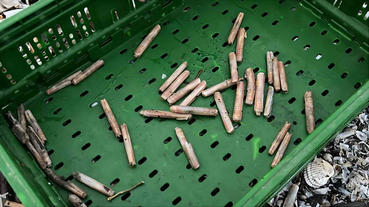 MERSİN’DE SEL VE FIRTINA SONRASI OLUŞAN GÜÇLÜ DALGALARLA BİRLİKTE ADANALIOĞLU SAHİLİNDE BİNLERCE...