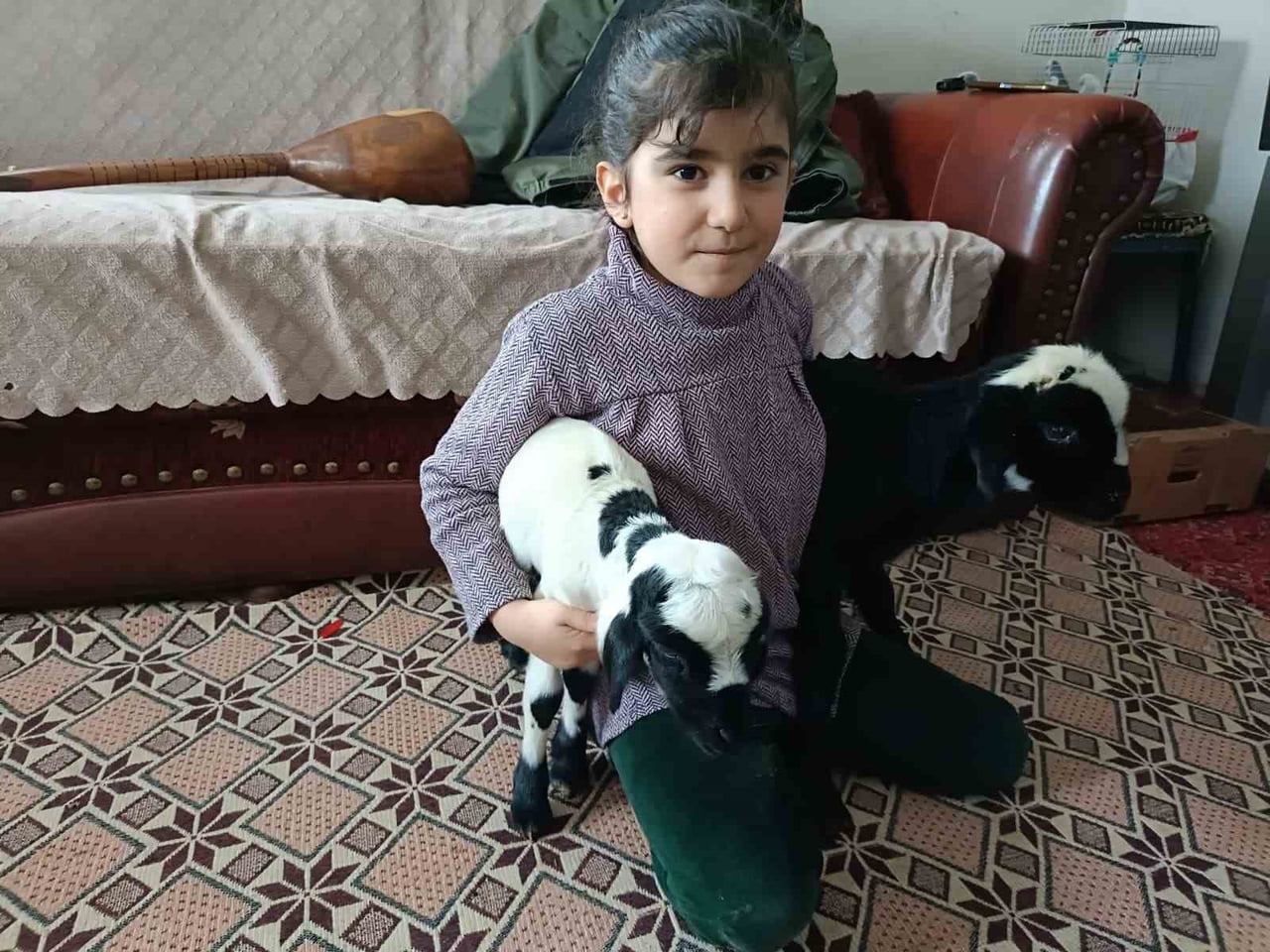 SOĞUK HAVA KUZULARI EVE TAŞIDI: ELAZIĞ’DA YENİ DOĞAN KUZULAR BİBERONLA BESLENİYOR