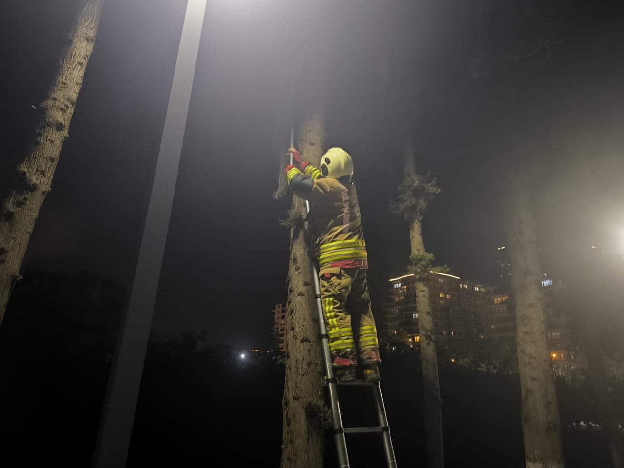 29 MART TARİHİNDE İSKENDERUN İLÇESİ SAKARYA MAHALLESİ’NDE BULUNAN BİR AĞACA TIRMANAN KEDİ MAHSUR...