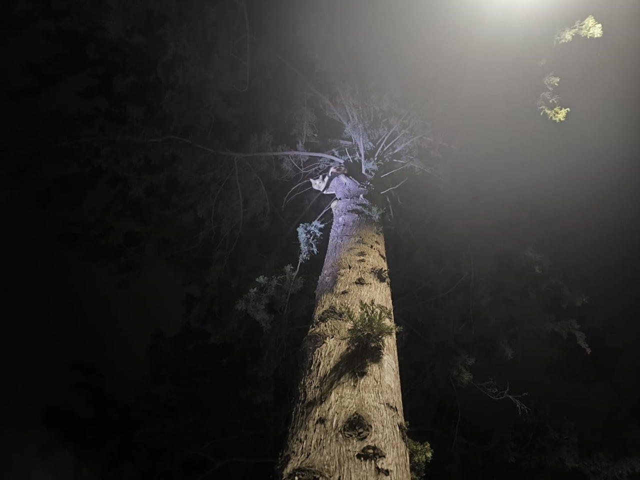 29 MART TARİHİNDE İSKENDERUN İLÇESİ SAKARYA MAHALLESİ’NDE BULUNAN BİR AĞACA TIRMANAN KEDİ MAHSUR...