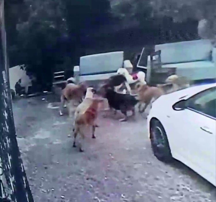 ADANA'DA KÖPEK SÜRÜSÜNÜN BİR EV KEDİSİNİ PARÇALADIĞI ANLAR KAMERAYA YANSIDI