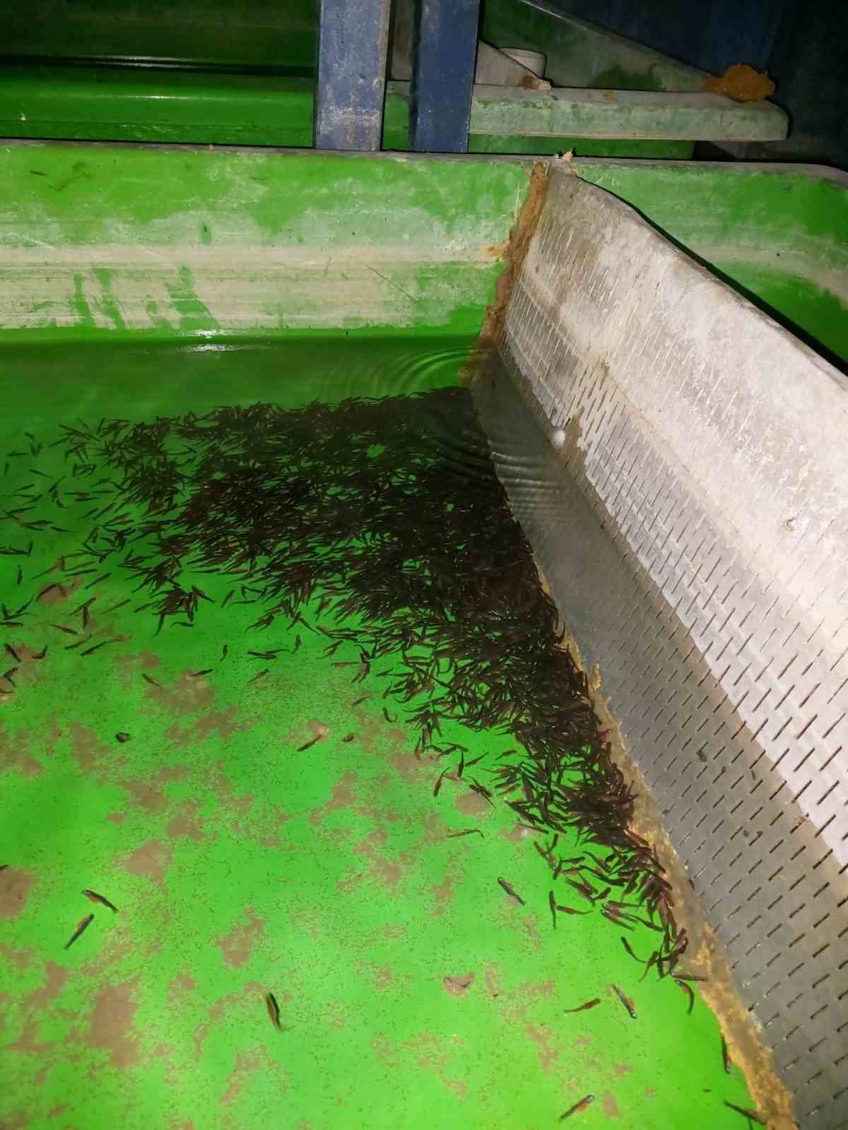 AFYONKARAHİSAR TARIM VE ORMAN MÜDÜRLÜĞÜ TARAFINDAN SU ÜRÜNLERİ ÜRETİMİ YAPILAN TESİSLERDE DENETİM...