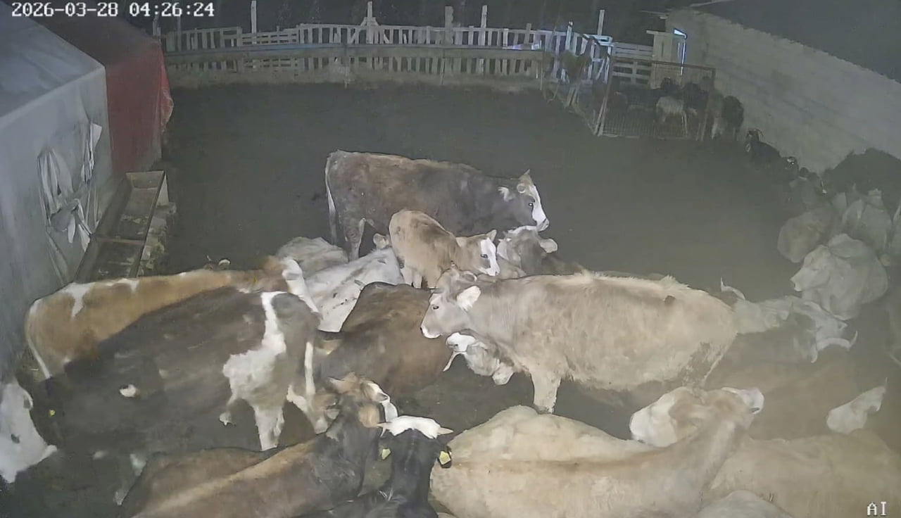 ANKARA'NIN EVREN İLÇESİNDEKİ BİR KÖYDE ÇİFTLİĞE GİREN KURT SÜRÜSÜ HAYVANLARI TELEF...