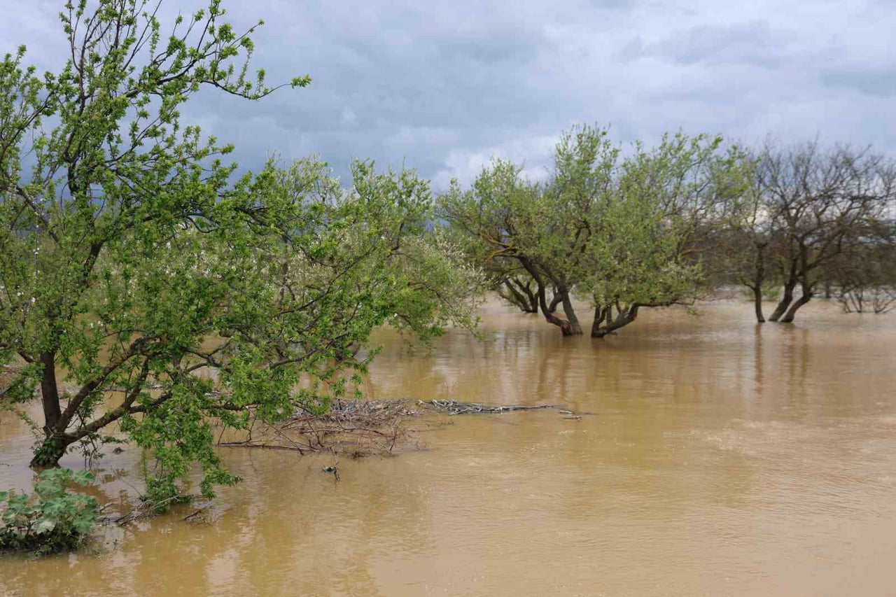 AYDIN'DA ETKİLİ OLAN SAĞANAK YAĞIŞLARIN ARDINDAN BÜYÜK MENDERES NEHRİ'NİN TAŞMASIYLA KOÇARLI...