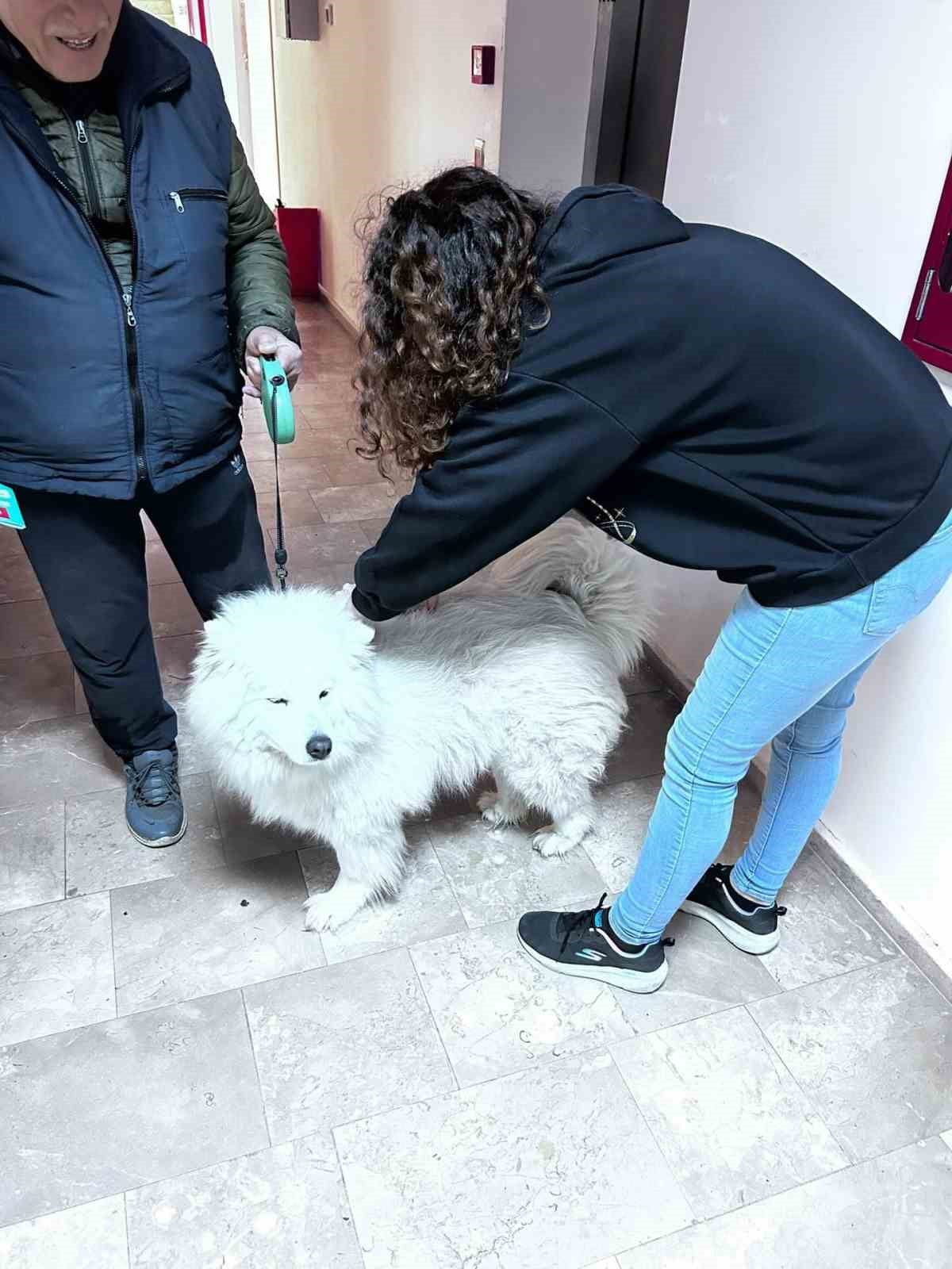 AYDIN'IN DİDİM İLÇESİNDE KEDİ VE KÖPEKLERE YÖNELİK KUDUZ AŞISI ÇALIŞMALARI DEVAM EDERKEN, İLÇE...