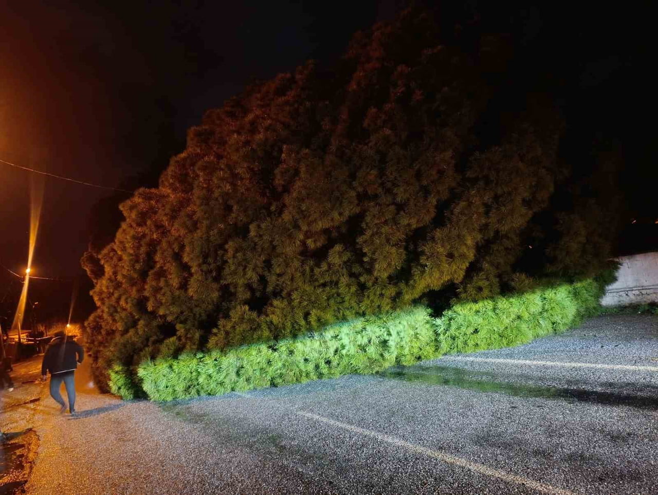 AYDIN'IN KOÇARLI İLÇESİNDE ETKİLİ OLAN YAĞIŞ SONRASI ÇAM AĞACI YOLA DEVRİLİRKEN, ŞANS ESERİ...